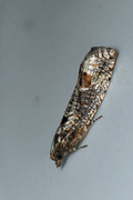 Ospekveldvikler (Epinotia maculana)