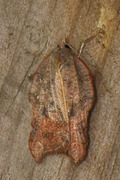 Grå-/konkavflatvikler (Acleris effractana/emargana)