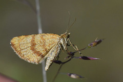 Brun buemåler (Macaria brunneata)