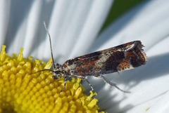 Rødflekket kveldvikler (Epinotia cruciana)