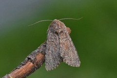 Rødt fjellengfly (Apamea kuusamoensis)