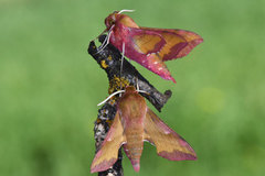 Liten snabelsvermer (Deilephila porcellus)