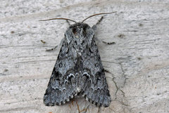 Myrkveldfly (Acronicta menyanthidis)