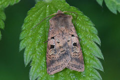 Skogteglfly (Diarsia mendica)