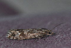 Dvergbjørkkveldvikler (Epinotia indecorana)