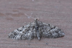 Spissvingedvergmåler (Eupithecia lanceata)