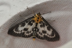 Nesleengmott (Anania hortulata)