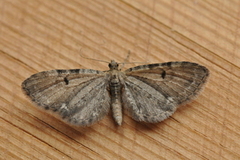 Humledvergmåler (Eupithecia assimilata)