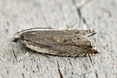 Viersigdvikler (Ancylis subarcuana)