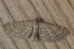 Marimjelledvergmåler (Eupithecia plumbeolata)