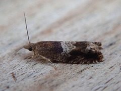 Orekveldvikler (Epinotia tenerana)