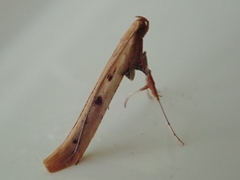 Caloptilia betulicola