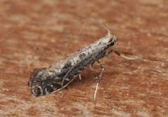 Parornix anglicella