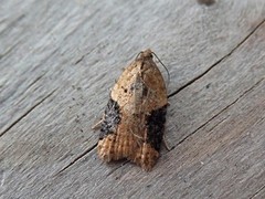 Jordbærflatvikler (Acleris comariana)