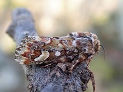 Furufly (Panolis flammea)