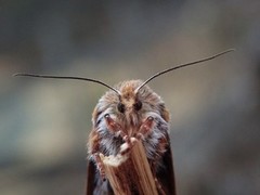 Furufly (Panolis flammea)