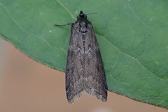 Sotsmalmott (Pyla fusca)