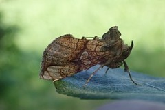 Tyrihjelmfly (Polychrysia moneta)