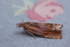 Mørk gullrisengvikler (Eucosma aspidiscana)