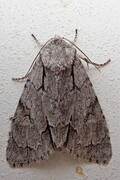 Psikveldfly (Acronicta psi)