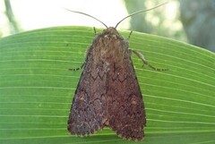 Rødt fjellengfly (Apamea kuusamoensis)