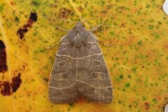 Osperingfly (Ipimorpha subtusa)