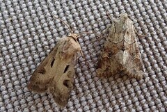 Åkerjordfly (Agrotis exclamationis)