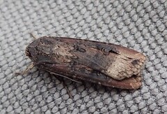 Langvingejordfly (Agrotis ipsilon)