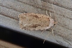 Agonopterix arenella