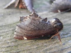 Brun vårtannspinner (Odontosia carmelita)