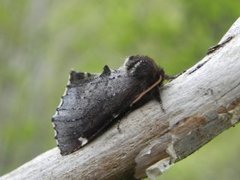 Brun vårtannspinner (Odontosia carmelita)