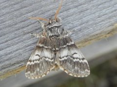 Lys eiketannspinner (Drymonia ruficornis)