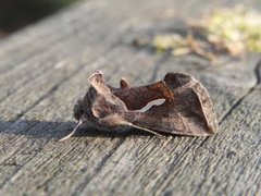 Dråpemetallfly (Macdunnoughia confusa)