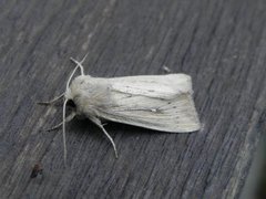 Punktgressfly (Leucania obsoleta)