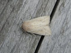 Punktgressfly (Leucania obsoleta)