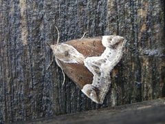 Blåbærnebbfly (Hypena crassalis)