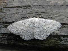 Bergurtemåler (Scopula incanata)