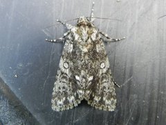 Ospekveldfly (Acronicta megacephala)