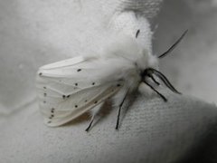 Punkttigerspinner (Spilosoma lubricipeda)