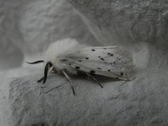 Punkttigerspinner (Spilosoma lubricipeda)