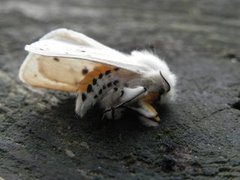 Punkttigerspinner (Spilosoma lubricipeda)