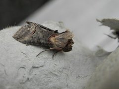 Brungult neslefly (Abrostola triplasia)