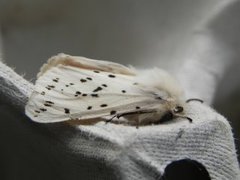 Punkttigerspinner (Spilosoma lubricipeda)