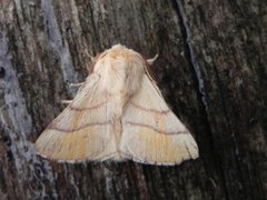 Okergul ringspinner (Malacosoma neustria)