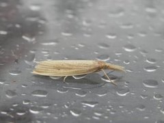 Takrørnebbmott (Chilo phragmitella)