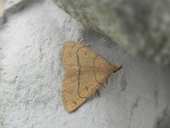 Gulbrunt viftefly (Paracolax tristalis)