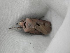 Åkerjordfly (Agrotis exclamationis)