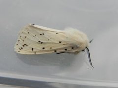 Punkttigerspinner (Spilosoma lubricipeda)