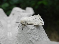 Punkttigerspinner (Spilosoma lubricipeda)