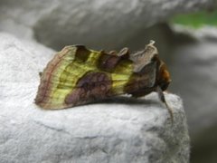 Mindre båndmetallfly (Diachrysia stenochrysis)